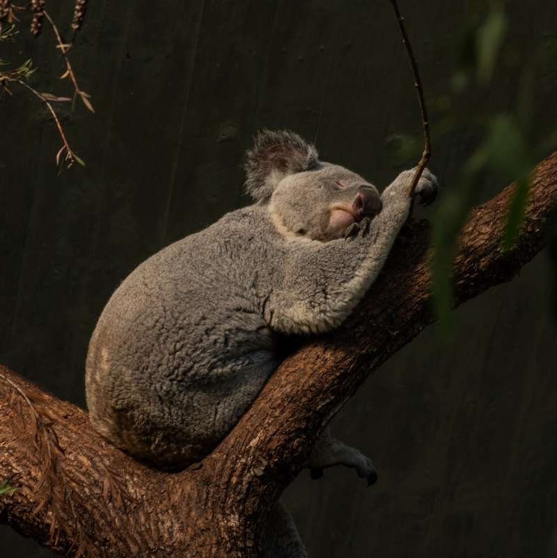 Les bienfaits de la naturopathie sur le sommeil à Toulouse.