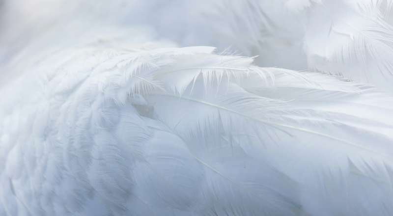 Le Nursing Touch® est un toucher épicritique qui inhibe la voie de la douleur.